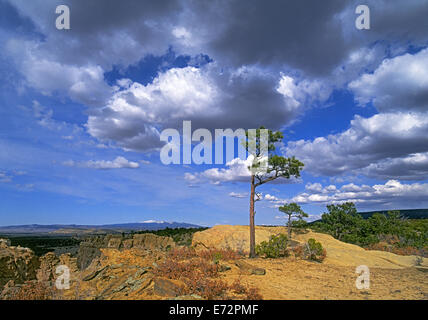 Eine Pinon Kiefer mit Mount Taylor im Hintergrund im El Malpais National Monument in New Mexico. Stockfoto