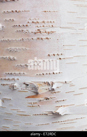 Details der Papier-(Betula Papyrifera) Birkenrinde, Mirror Lake State Wayside Park, Chugiak, Alaska. Stockfoto