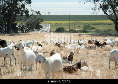 Herden von Ziegen dienen als eine grüne Alternative für Malwerkzeugeinstellungen in einigen Städten Nord-Kalifornien Stockfoto