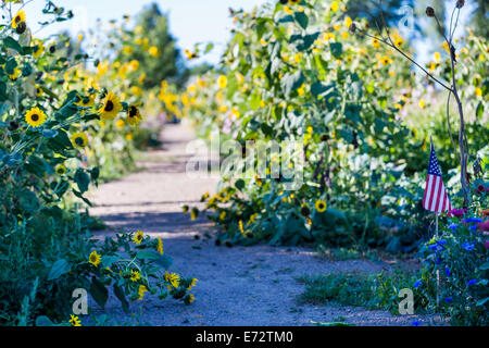 Spätsommer in organische Gemeinschaft Vegatable Garten. Stockfoto