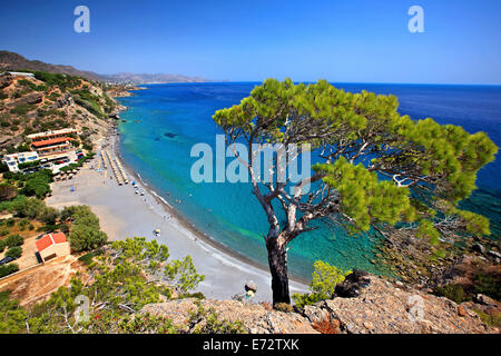 Tanne hängen auf einer Klippe über dem Strand von Agia Fotia, Ierapetra, Lasithi, Kreta. Stockfoto