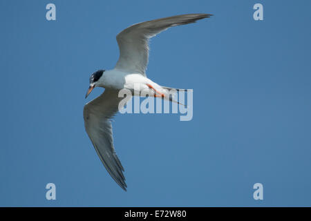 Gleiten unreif Forster Seeschwalbe - Sterna forsteri Stockfoto