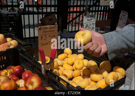 Pfirsiche und Äpfel zum Verkauf an ein Greenmarket in Lower Manhattan, New York City. Stockfoto