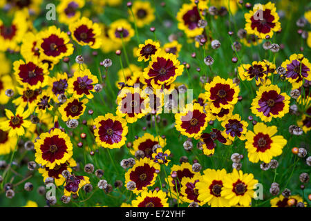 Ebenen Coreopsis Calliopsis Blumen Coreopsis tinctoria Stockfoto