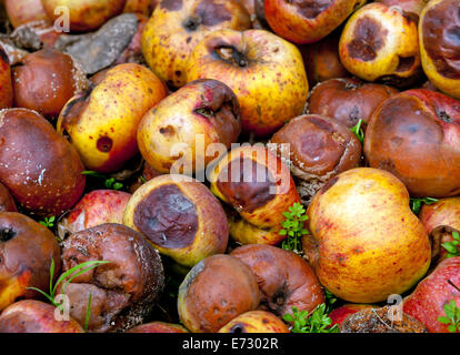 faule Äpfel hautnah Stockfoto