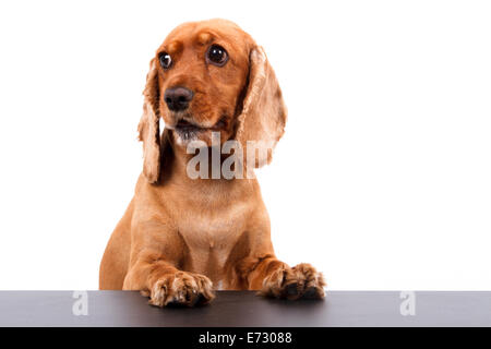 Englischer cocker Spaniel Hund auf schwarzer Holztisch, isoliert auf weißem Hintergrund. Stockfoto