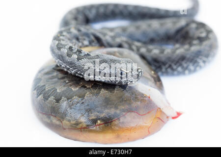 Viper Schlange Baby und Ei, Vipera latastei Stockfoto