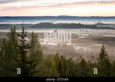 Traumhafte Landschaft am Torronsuo Sumpf in Finnland an einem frühen Morgen. Entfernten Wald bedeckt durch den Nebel. Stockfoto