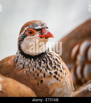 Französisch Partridge, oft wissen, wie eine rote Legged Partridge, es s rot gefärbte Beine - Portrait Stockfoto