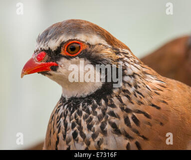 Französisch Partridge, oft wissen, wie eine rote Legged Partridge, es s rot gefärbte Beine - Portrait Stockfoto