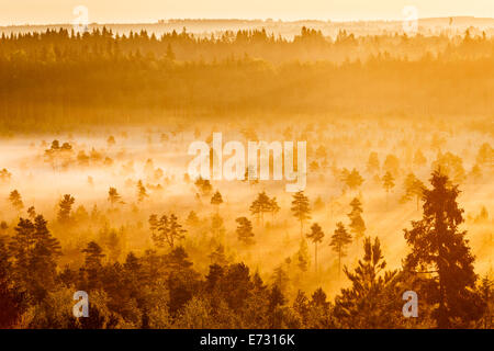 Nebligen Bäume wachsen im Torronsuo Sumpf in Finnland an einem frühen Morgen. Stockfoto