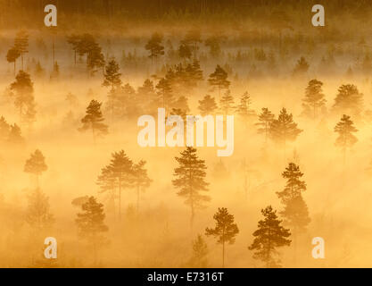 Nebligen Bäume wachsen im Torronsuo Sumpf in Finnland an einem frühen Morgen. Stockfoto