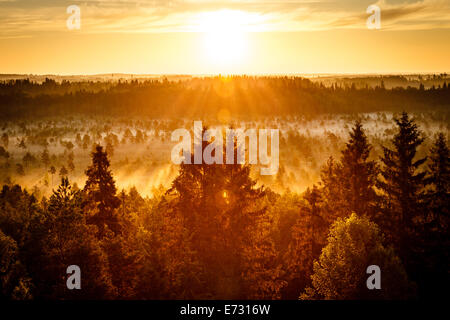 Sonnenaufgang an einem frühen Morgen im Torronsuo Sumpf in Finnland. Die Sonne scheint hell auf die goldene Stunde.