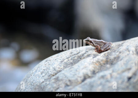 kleiner Frosch sitzt auf einem großen Felsen Stockfoto