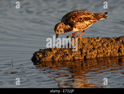 Ruddy Steinwälzer (Arenaria Interpres) thront auf Sandrücken auf der Suche nach Nahrung mit Reflexion im Abendlicht Stockfoto