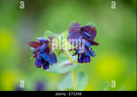 Cerinthe major 'Purpurascens' Stockfoto