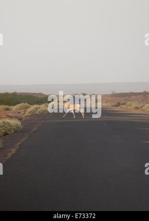Gazelle, die beim Überqueren der Straße, Assayta, Äthiopien Stockfoto