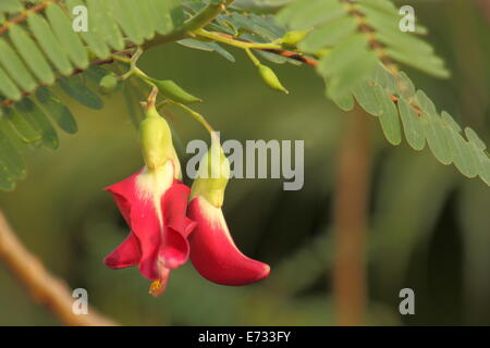 Agasta Flowers, Gemüse Humming Bird Sesban Agasta (Sesbania Grandiflora Desv. im Namen der Wissenschaft oder der Dok Kae in Thai) Stockfoto
