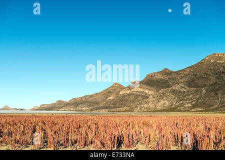 Quinoa (Chenopodium) Felder in der Nähe von Uyuni Salzsee Potosi Bolivien, Südamerika Stockfoto