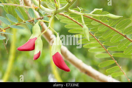 Agasta Flowers, Gemüse Humming Bird Sesban Agasta (Sesbania Grandiflora Desv. im Namen der Wissenschaft oder der Dok Kae in Thai) Stockfoto
