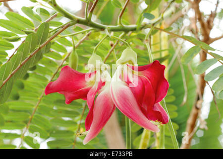 Agasta Flowers, Gemüse Humming Bird Sesban Agasta (Sesbania Grandiflora Desv. im Namen der Wissenschaft oder der Dok Kae in Thai) Stockfoto