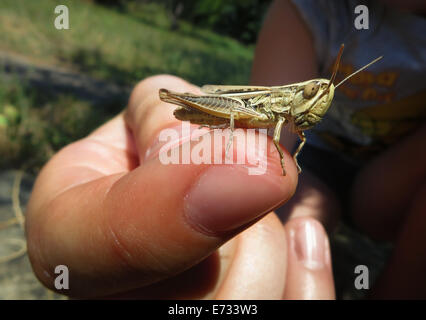 Grasshopper, stehend und posiert auf einem Finger eines Kindes an einem sonnigen Tag im großen Garten. Stockfoto