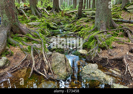 Der Urwald mit mossed Boden und den Bach - HDR Stockfoto