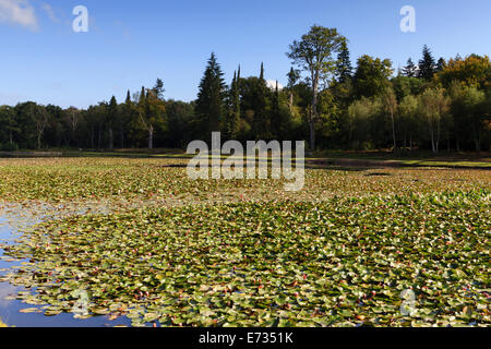 "Kuh Pond", fast vollständig bedeckt in Seerosen, Windsor Great Park, England, UK Stockfoto