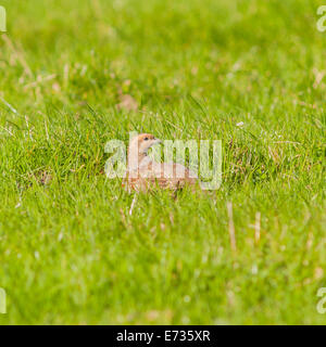 Eine englische Rebhuhn (Perdix Perdix) im Moor, Yorkshire Dales, England, Uk Stockfoto