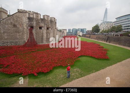 Einsame freiwilliger schaut auf ein Meer von roten Mohnblumen Stockfoto