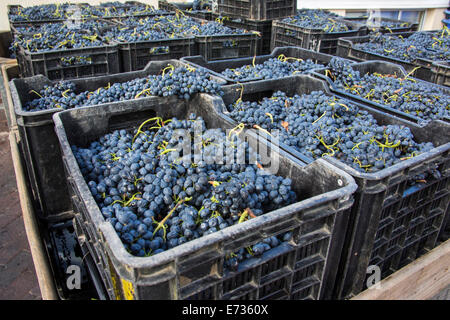 Rote Trauben in Kunststoff erstellt und bereit für die Verarbeitung auf dem Kleine Zalze Wein-Bauernhof Stockfoto