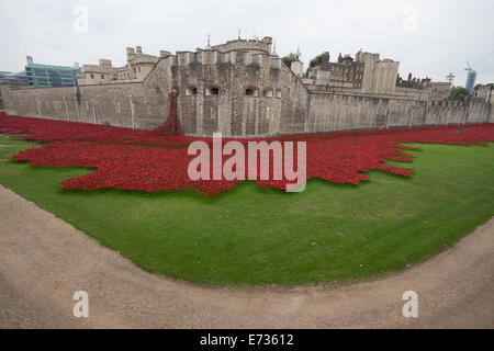 Ein Meer von Mohn zum Gedenken an die britische Beteiligung in der große Krieg Stockfoto