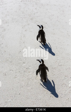 Draufsicht auf zwei Esel oder afrikanische Pinguine zu Fuß am Strand mit ihren unverwechselbaren Formen und Schatten Stockfoto