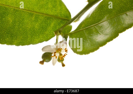 Gruppe der Kaffir-Limette oder Bergamotte-Frucht auf weißem Hintergrund. Stockfoto