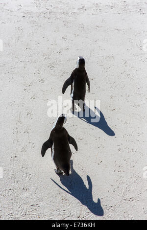 Draufsicht auf zwei Esel oder afrikanische Pinguine zu Fuß am Strand mit ihren unverwechselbaren Formen und Schatten Stockfoto