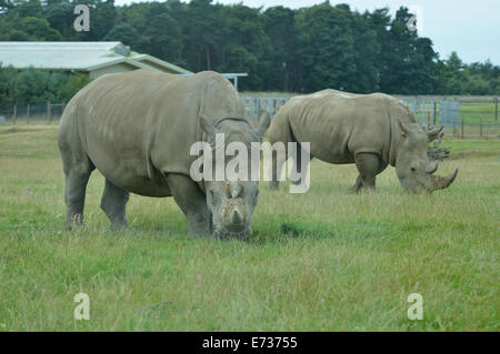 Weiße Rhinos in Woburn Safari park Stockfoto