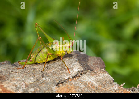 Barbitistes Serricauda Ensifera Heuschrecken Stockfoto