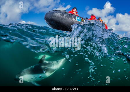 Erwachsenen Peale Delphin Bogen Reiten Lindblad Expeditions Zodiac über und unter Wasser in der Nähe von New Island, Falkland-Inseln Stockfoto