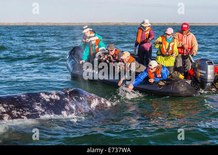 California Grauwal (Eschrichtius Robustus) mit aufgeregt Wal-Beobachter in der Magdalena Bay, Baja California Sur, Mexiko Stockfoto