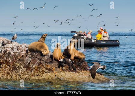 Sternzeichen von Lindblad Expeditions Schiff National Geographic Sea Bird mit Gästen auf Isla Rasita, Baja California Norte, Mexiko Stockfoto