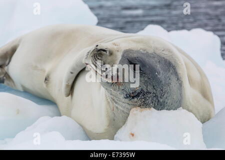 Siegel der Erwachsenen Krabbenfresserrobbe (Lobodon Carcinophaga) holte auf Eisscholle, Neko Harbor, Andvord Bay, Antarktis, Südlicher Ozean Stockfoto
