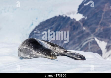 Erwachsenen Weddell Dichtung (Leptonychotes Weddellii) ruht auf Eis in Paradise Bay, Antarktis, Polarregionen Stockfoto