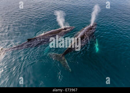Ein paar Erwachsene Buckelwale (Impressionen Novaeangliae), auftauchen in den Polarregionen Gerlache Strait, Antarktis, Stockfoto
