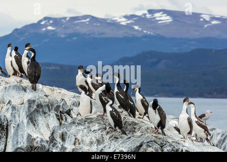 Erwachsenen Imperial vögelt (Phalacrocorax Atriceps) bei Brutkolonie auf kleinen Inseln vor den Toren Ushuaia, Beagle-Kanal, Argentinien Stockfoto