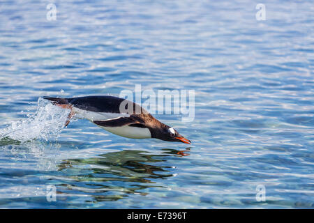 Erwachsenen Gentoo Penguin (Pygoscelis Papua) Porpoising, Hannah Point, Livingston Island, Süd-Shetland-Inseln, Antarktis Stockfoto