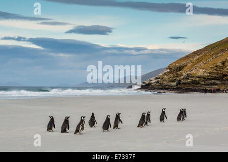 Magellan-Pinguine (Spheniscus Magellanicus) Rückkehr zum Meer zu ernähren sich von Saunders Island, West Falkland-Inseln Stockfoto