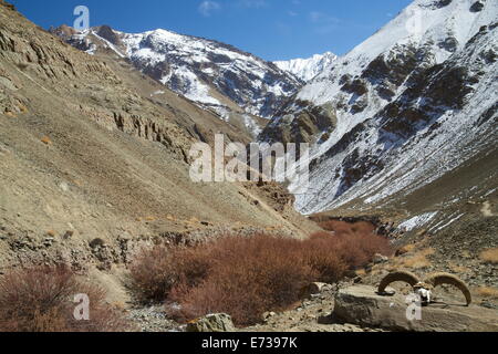 Hemis-Nationalpark in Winter, Ladakh, Indien, Asien Stockfoto