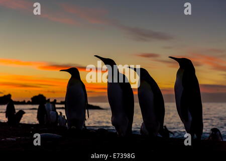 König Pinguin Silhouette bei Sonnenaufgang am Zucht Kolonie in Gold Harbor, Südgeorgien, UK Overseas Protektorat Stockfoto