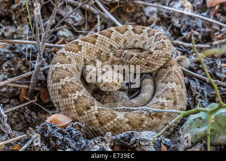 Adult rattleless Isla Catalina-Klapperschlange in seiner braunen Farbvariante, Isla Santa Catalina, Baja California Sur, Mexiko Stockfoto