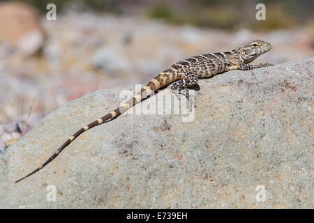 Juvenile Isla San Esteban stacheligen-tailed Leguan in der Sonne auf Isla San Esteban, Baja California, Mexiko Stockfoto